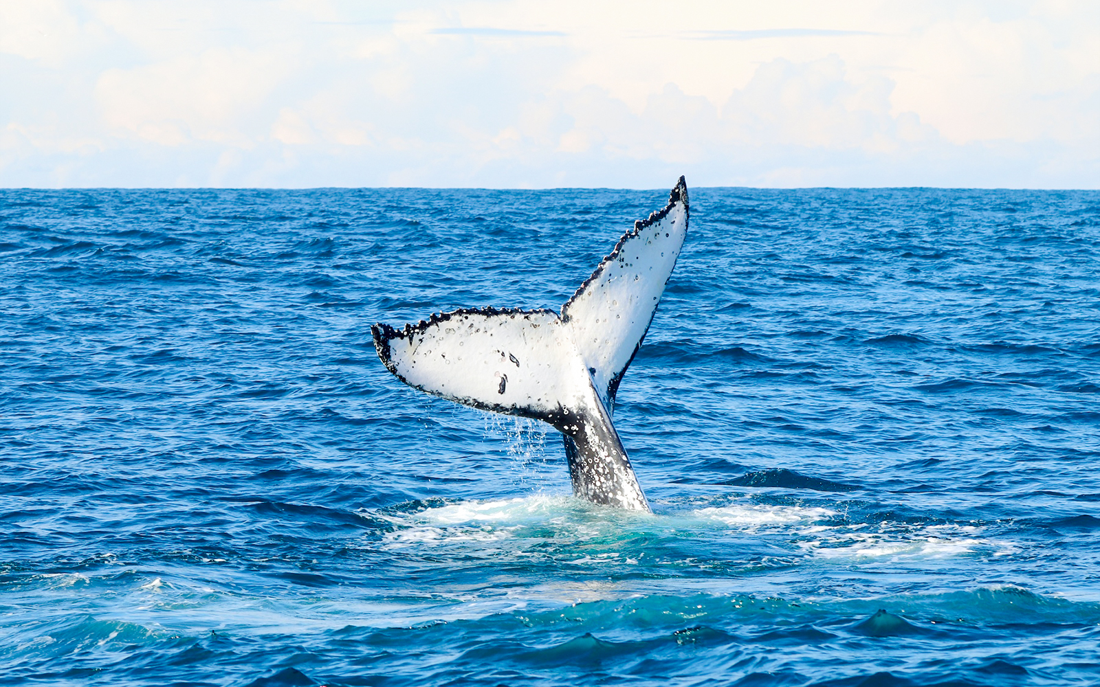 Whale tail emerging from water during whale watching at Lake Macquarie, Australia.