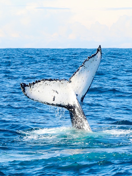 Whale tail emerging from water during whale watching at Lake Macquarie, Australia.