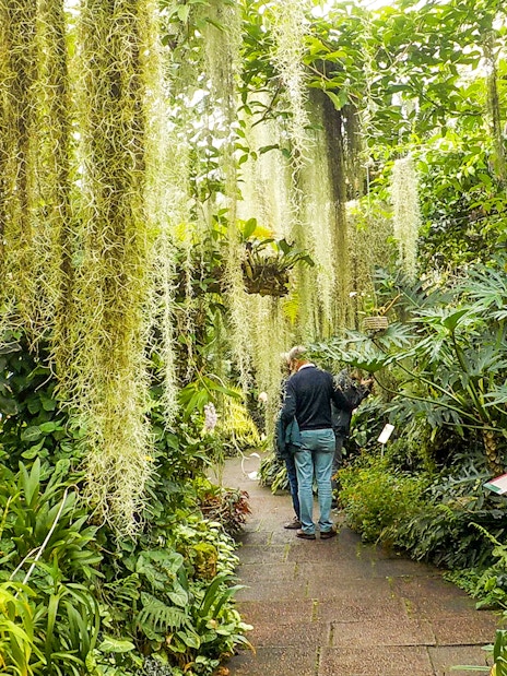 Visitors walking through lush greenery inside the Royal Botanic Gardens.