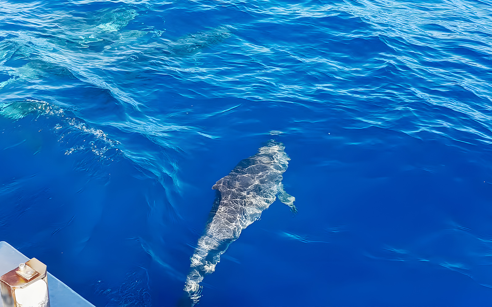 Dolphin swimming near a cruise boat in Gran Canaria.