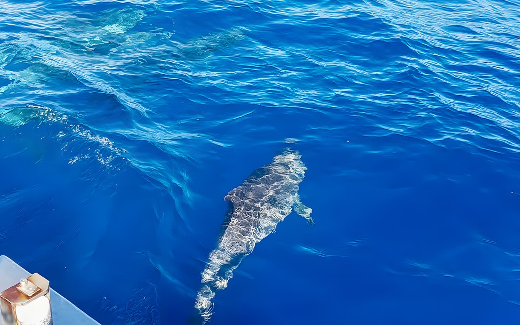 Dolphin swimming near a cruise boat in Gran Canaria.