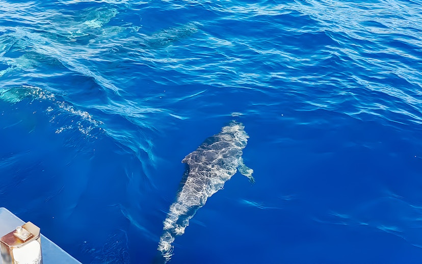 Dolphin swimming near a cruise boat in Gran Canaria.