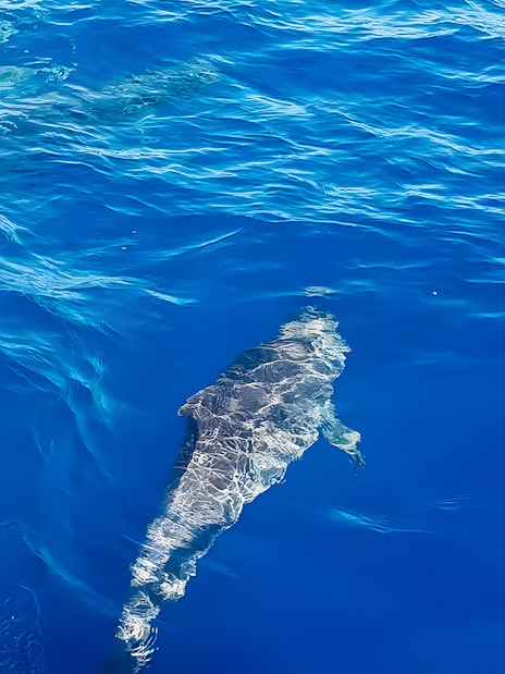 Dolphin swimming near a cruise boat in Gran Canaria.