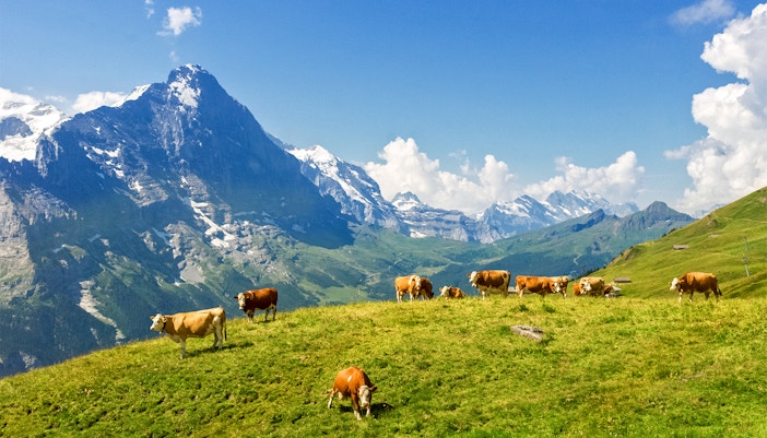 About Grindelwald