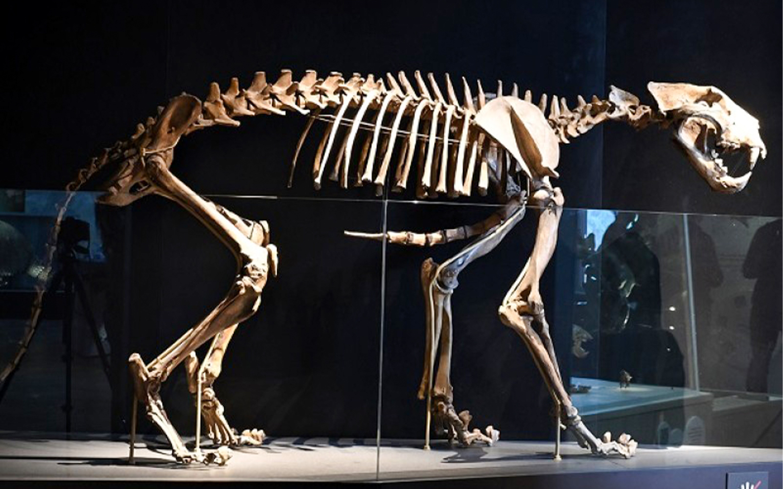 Saber-toothed cat fossil in Ice Age exhibit, Natural History Museum, Vienna.