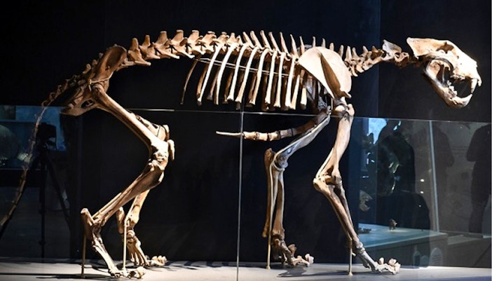 Saber-toothed cat fossil in Ice Age exhibit, Natural History Museum, Vienna.