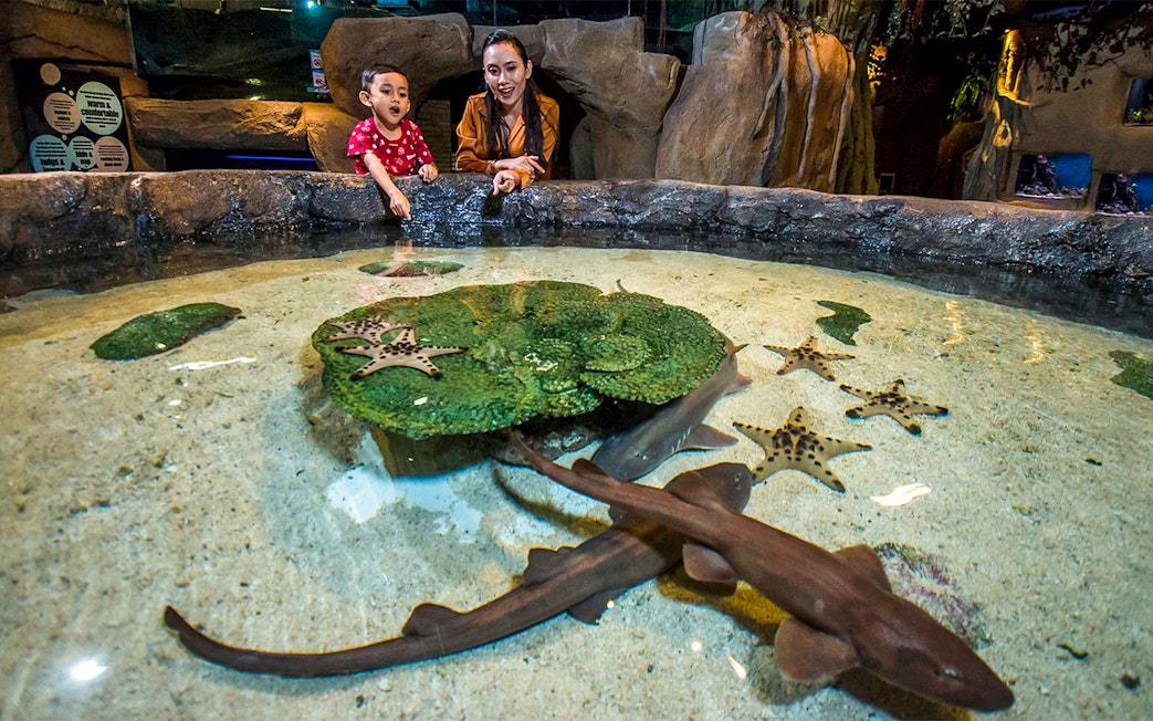 Child and adult exploring touch pool with starfish and small sharks at Aquaria KLCC.