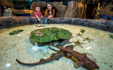 Child and adult exploring touch pool with starfish and small sharks at Aquaria KLCC.