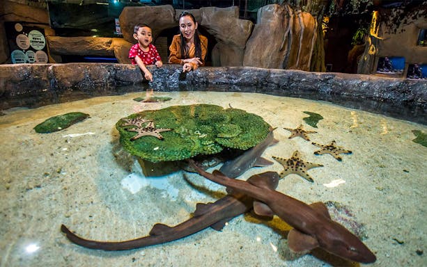 Child and adult exploring touch pool with starfish and small sharks at Aquaria KLCC.