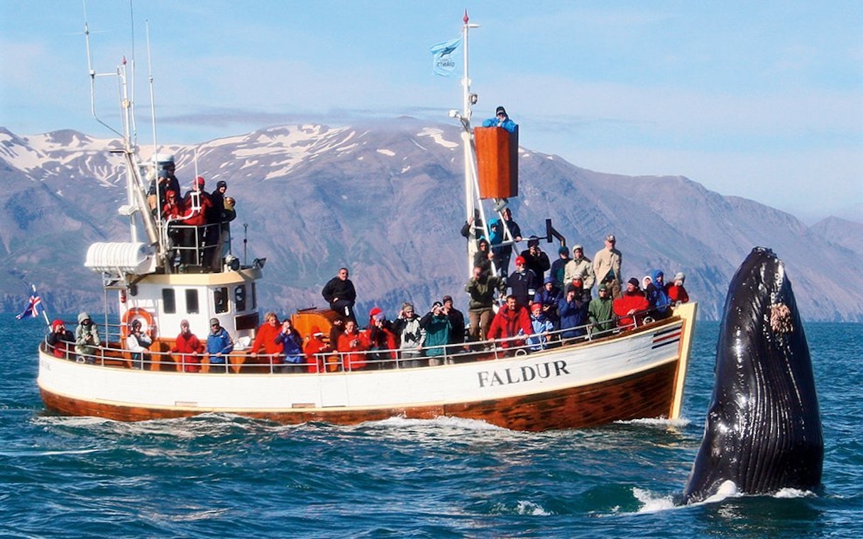 Guests on a boat tour in Husavik watching a whale fluke emerge from the water.