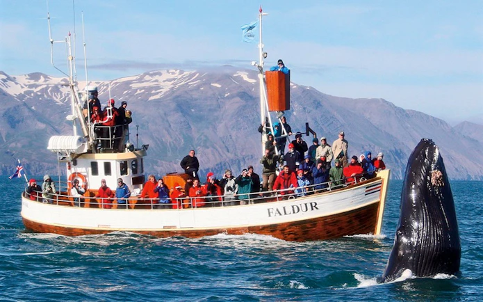 Guests on a boat tour in Husavik watching a whale fluke emerge from the water.