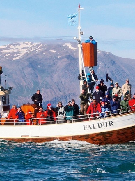 Guests on a boat tour in Husavik watching a whale fluke emerge from the water.