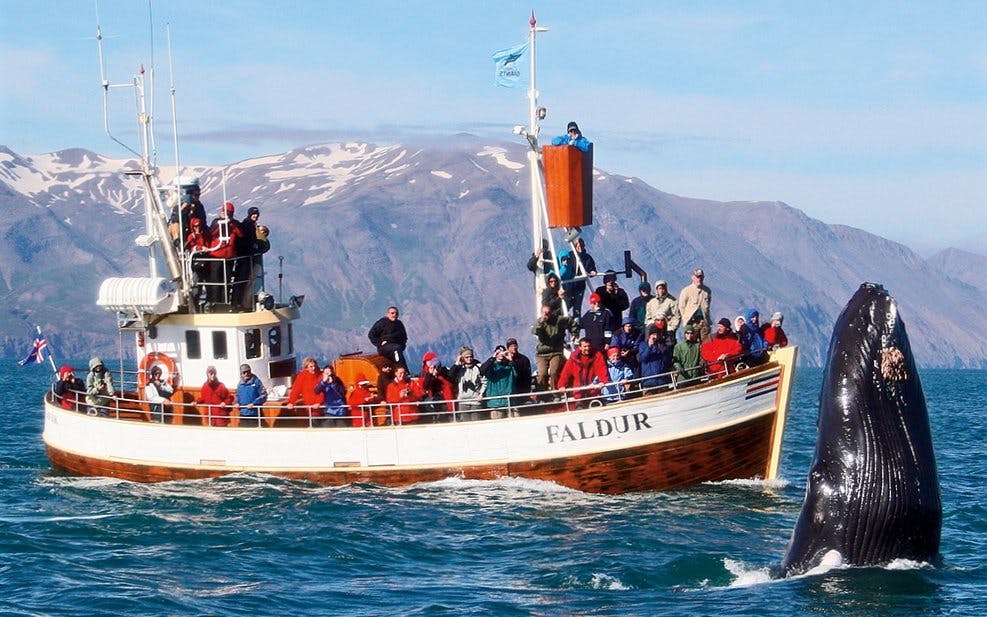 Guests on a boat tour in Husavik watching a whale fluke emerge from the water.