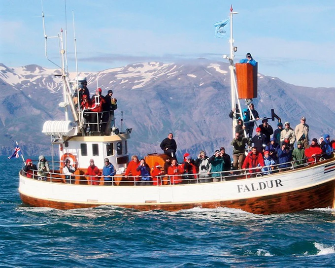 Husavik: Whale Watching Boat Tour