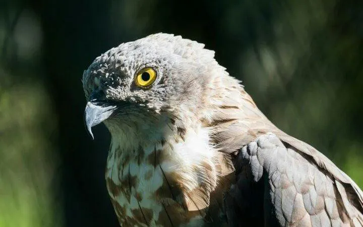 Eagle at Ranua Zoo, Rovaniemi, Finland.