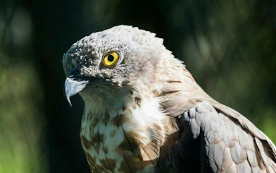 Eagle at Ranua Zoo, Rovaniemi, Finland.
