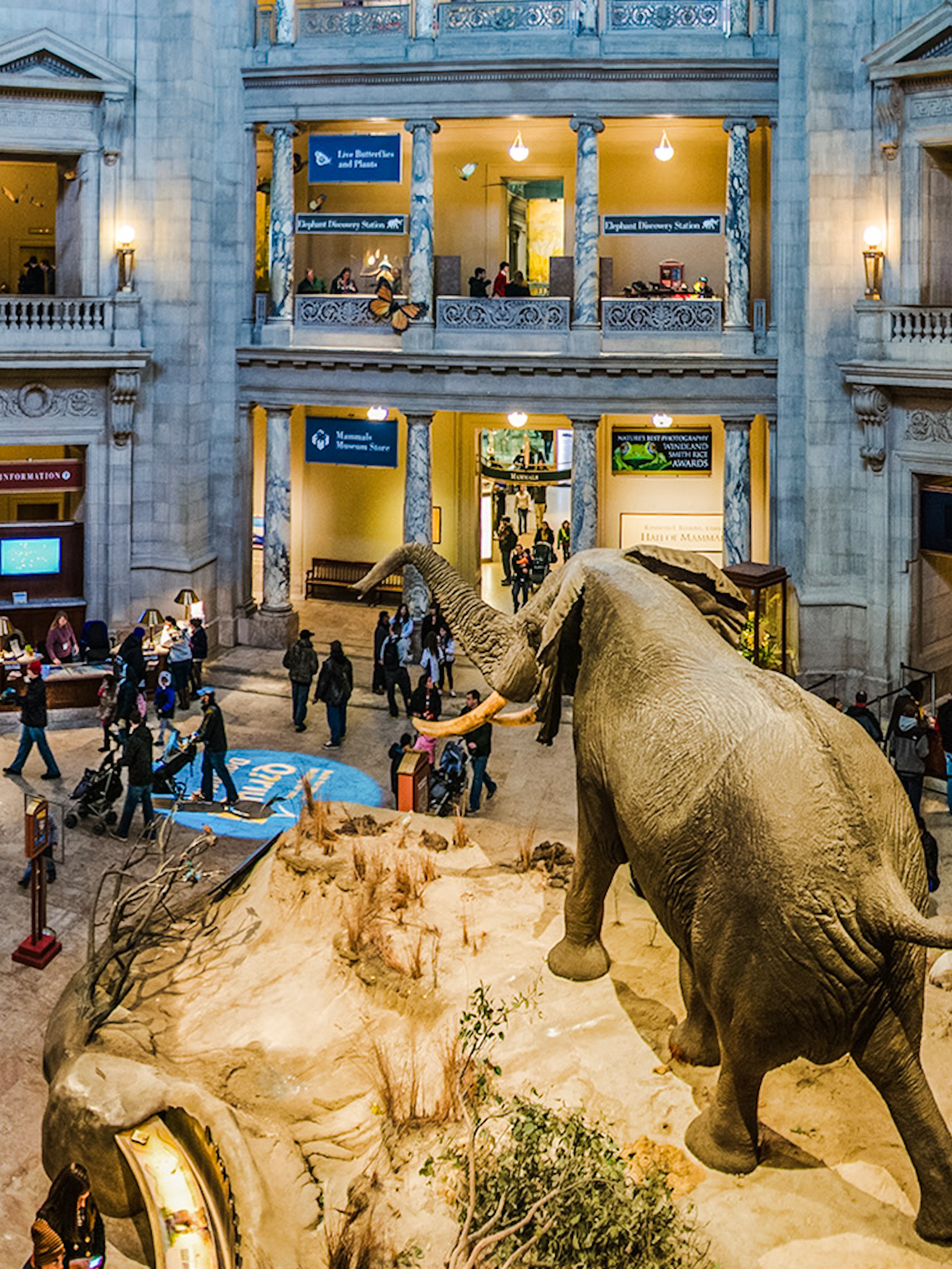 Smithsonian National Museum of Natural History rotunda with elephant exhibit and visitors.