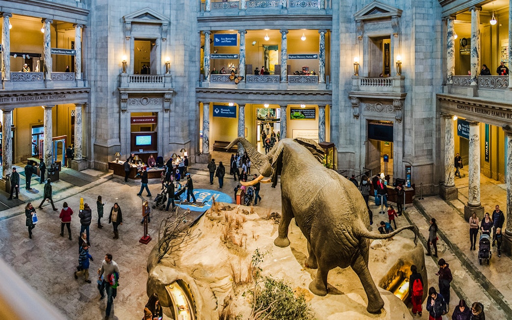 Smithsonian National Museum of Natural History rotunda with elephant exhibit and visitors.