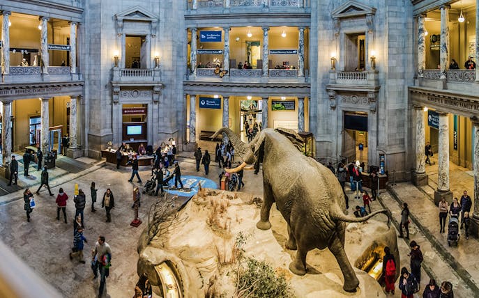 Smithsonian National Museum of Natural History rotunda with elephant exhibit and visitors.