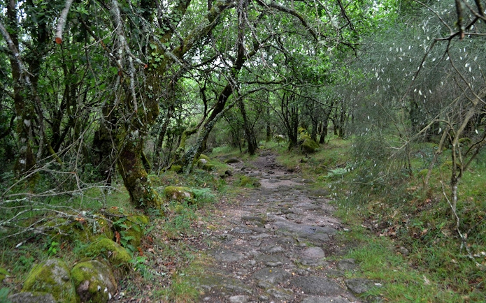 Forest trail in Peneda Gerês National Park, Portugal, surrounded by lush greenery.