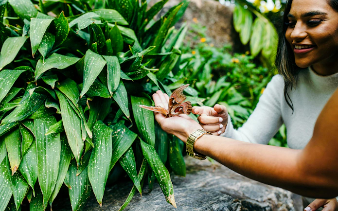 Person holding a butterfly at Niagara Falls Butterfly Conservatory, Canada.