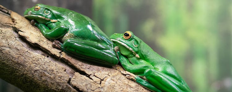 Aussie Giant Tree Frog