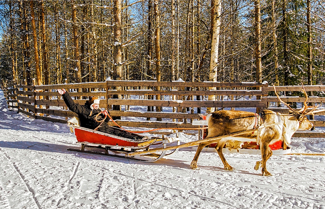 Reindeer pulling a sled with a person at a snowy farm in Rovaniemi.