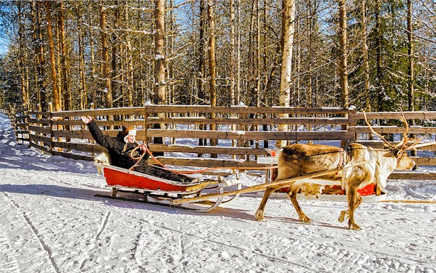 Reindeer pulling a sled through snowy forest during Rovaniemi reindeer farm visit and safari.