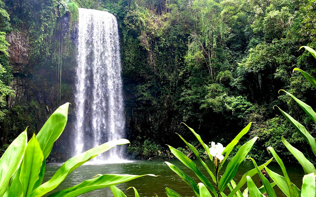 Waterfall surrounded by lush greenery on the Half-Day Waterfall Wanderers Tour in Queensland.