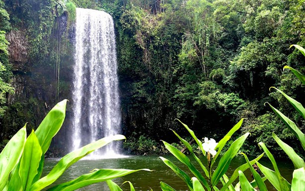 Waterfall surrounded by lush greenery on the Half-Day Waterfall Wanderers Tour in Queensland.