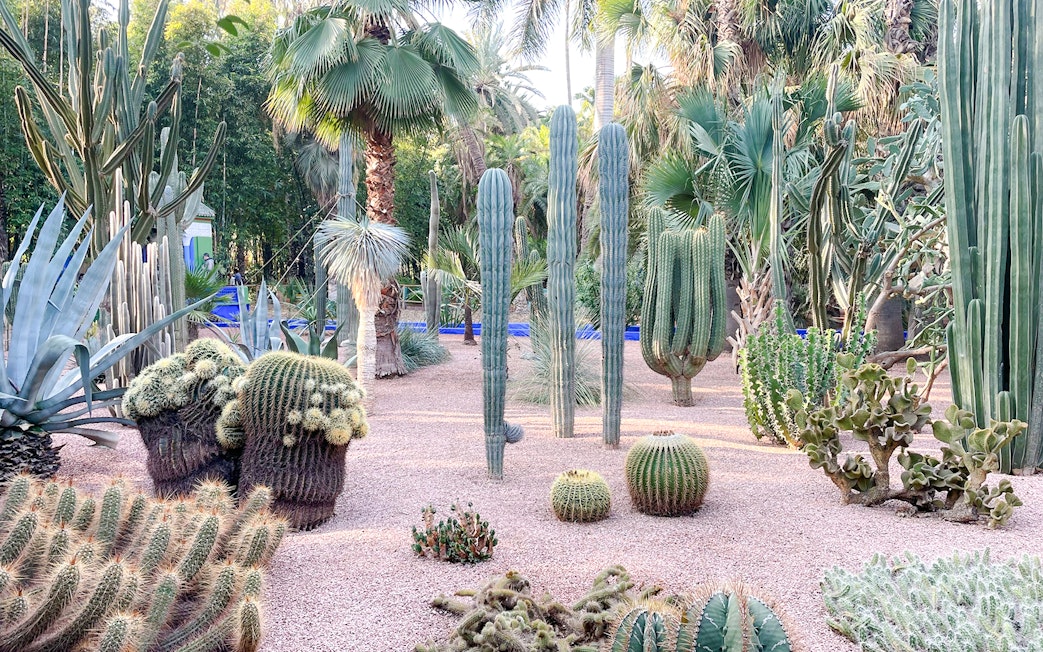 Jardin Majorelle garden with diverse cacti and palm trees in Marrakech, Morocco.