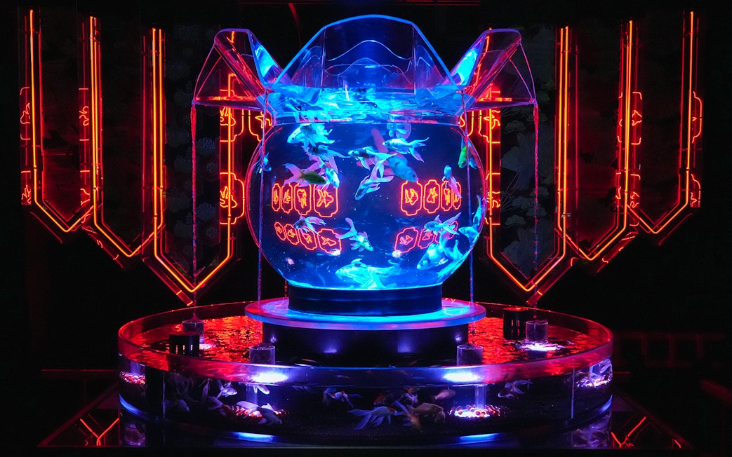 Illuminated fish bowl display at Art Aquarium Ginza with vibrant lighting.