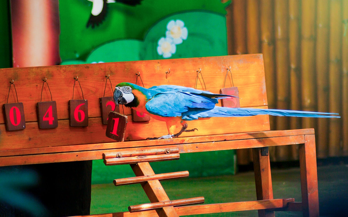 Parrot selecting number one during an intelligent bird show.