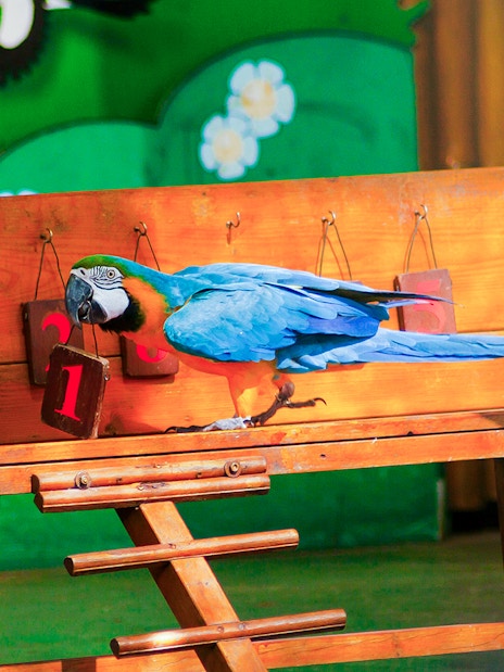 Parrot selecting number one during an intelligent bird show.