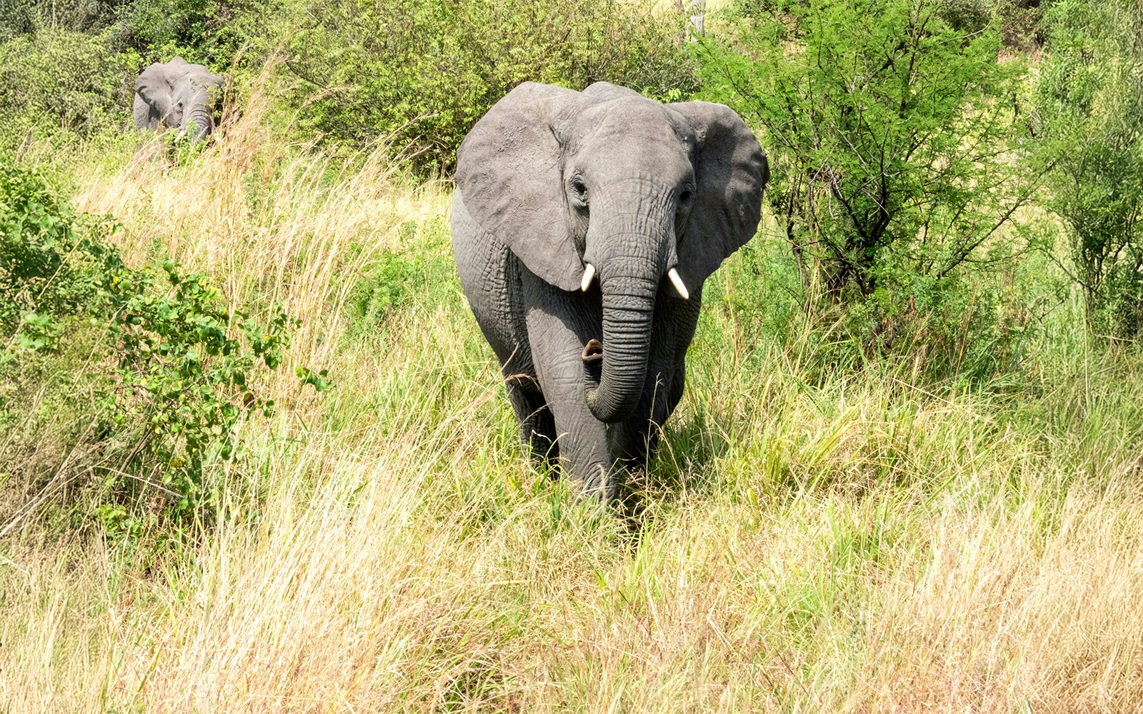 Elephant walking through grass during Kilimanjaro Safaris at Animal Kingdom, Orlando.