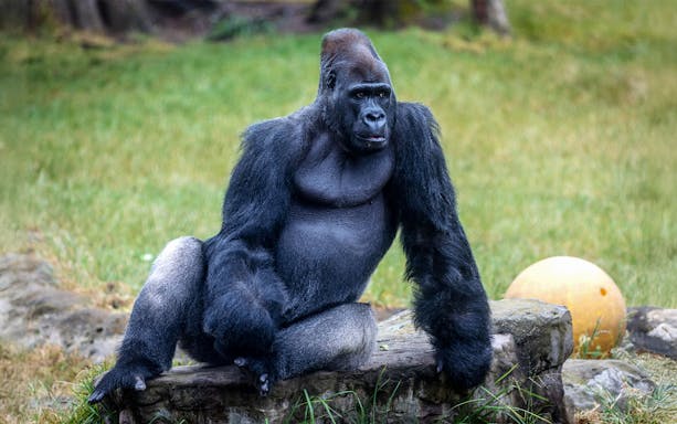 Gorilla sitting on a rock at San Francisco Zoo.