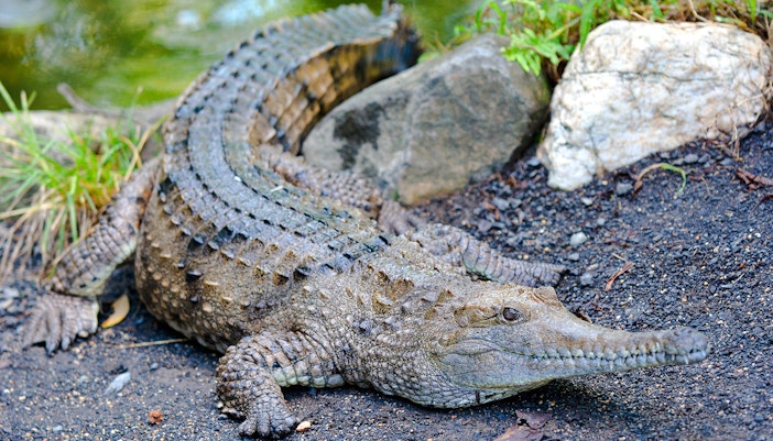 Freshwater crocodile at Dreamworld, Gold Coast.