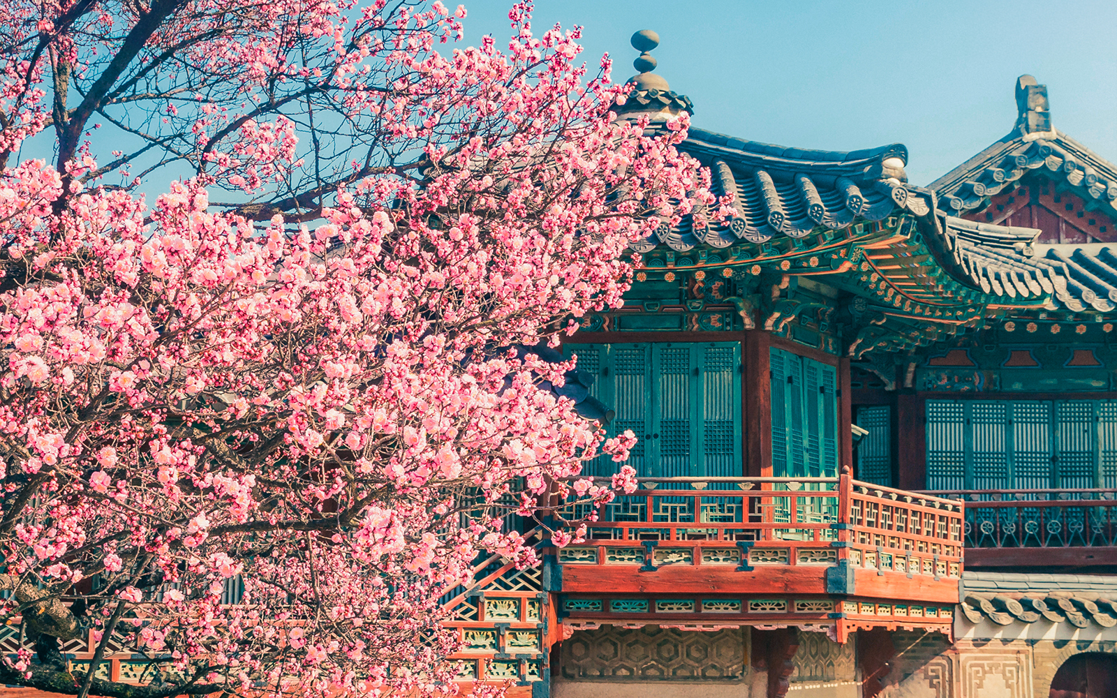 Changdeokgung Palace with blooming cherry blossoms in Seoul, South Korea.