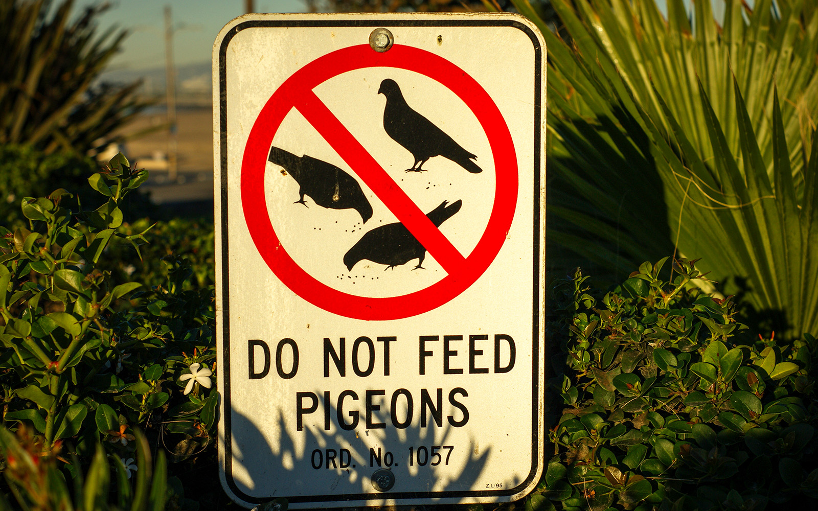 No Feeding Pigeons