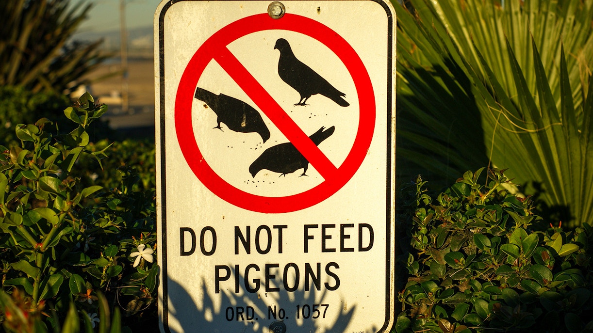 No Feeding Pigeons