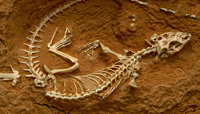 American Museum of Natural History