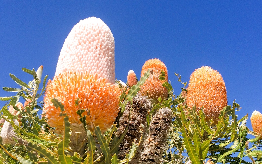 Banksia flowers under clear blue sky on Australia's Pinnacles tour.