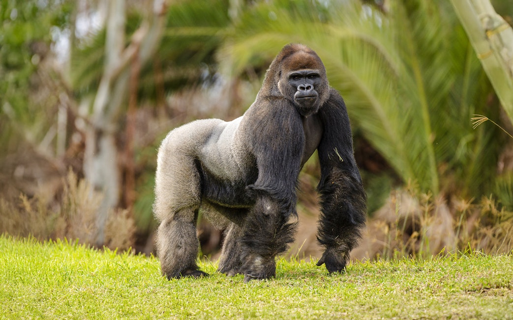 Gorilla standing on grass at San Diego Zoo Safari Park.