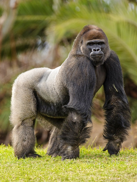Gorilla standing on grass at San Diego Zoo Safari Park.