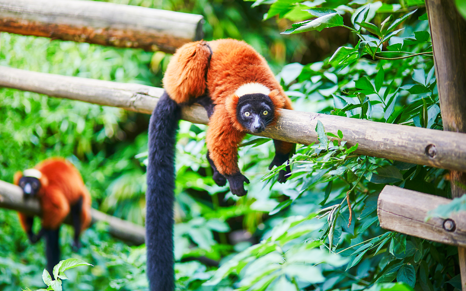 Red ruffed lemur resting on a wooden beam at Bioparc Valencia.