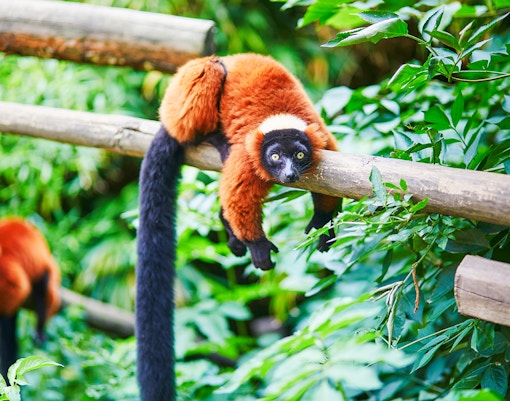 Red ruffed lemur resting on a wooden beam at Bioparc Valencia.