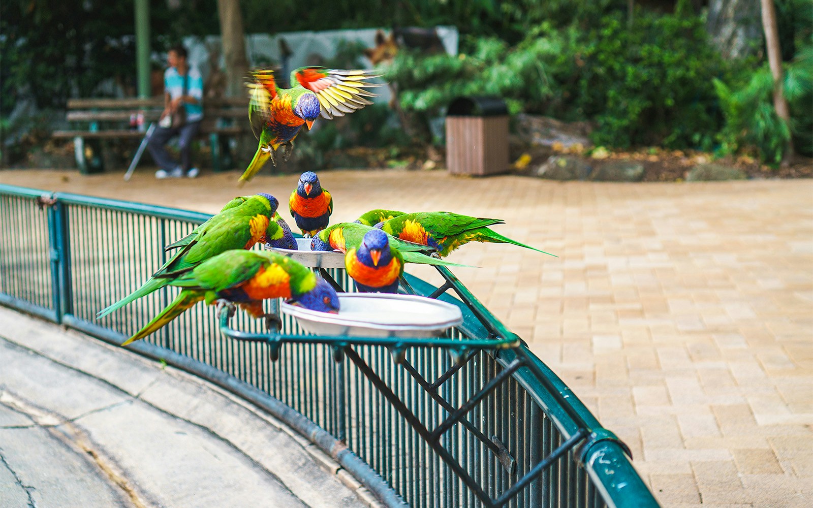 Currumbin Wildlife Sanctuary