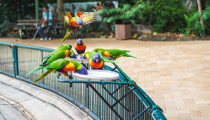 Closeup of a man feeding rainbow lorikeet bird.
