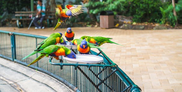 Currumbin Wildlife Sanctuary Tickets