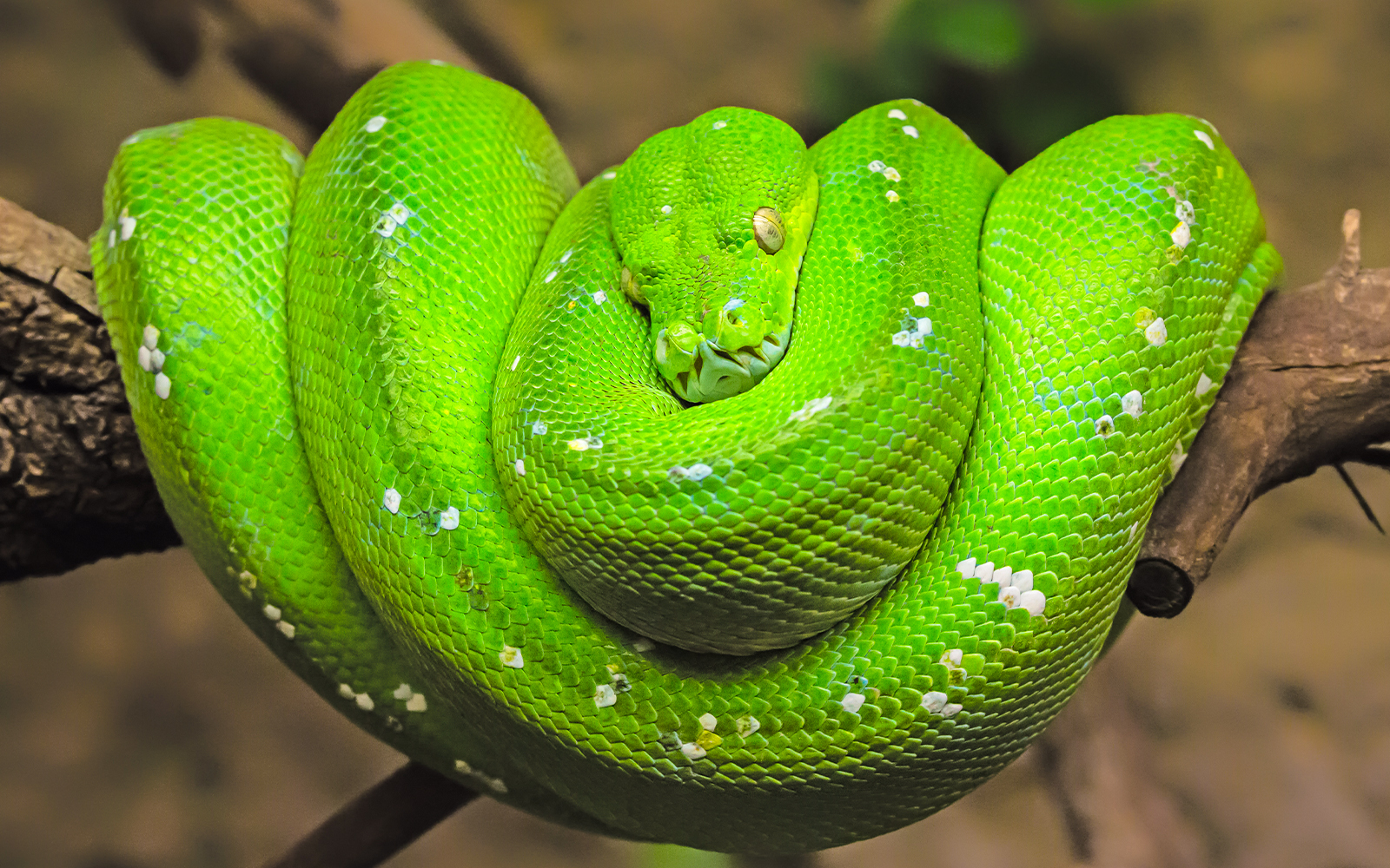 Green snake coiled on a branch at Vinpearl Safari.